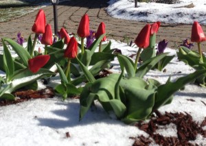 Tulips in My Front Yard