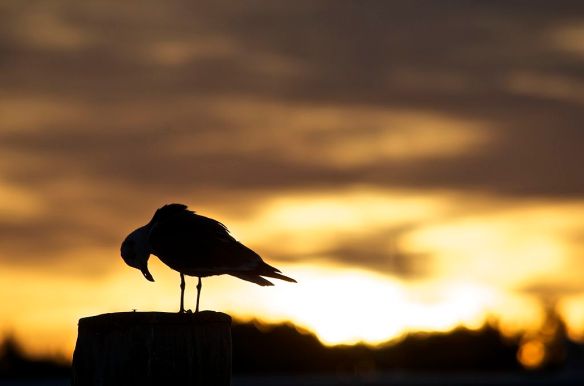 Morning Prayer at Tilghman Island Narrows by 57RRoberts | CC BY-SA 3.0